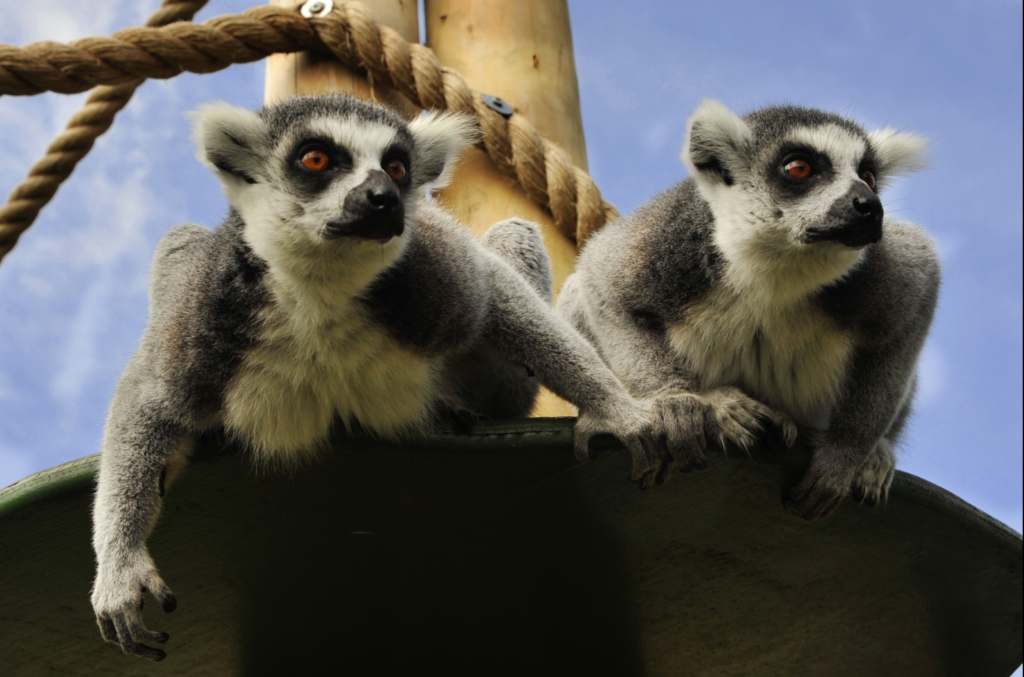 SEO for Zoos and Theme Parks - Convert Digital